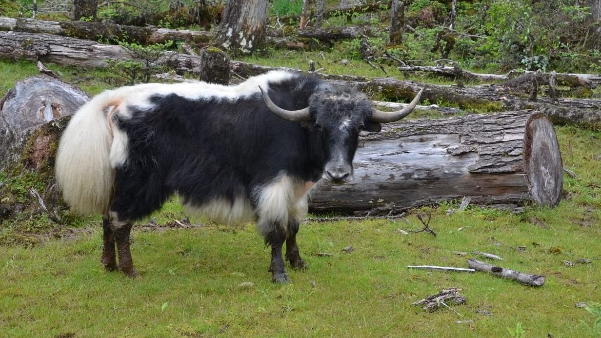 Arunachali yak. Credit: NRCY, Dirang
