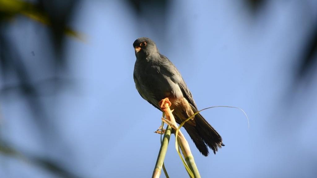 <div class="paragraphs"><p>Amur Falcon<strong>. </strong></p></div>