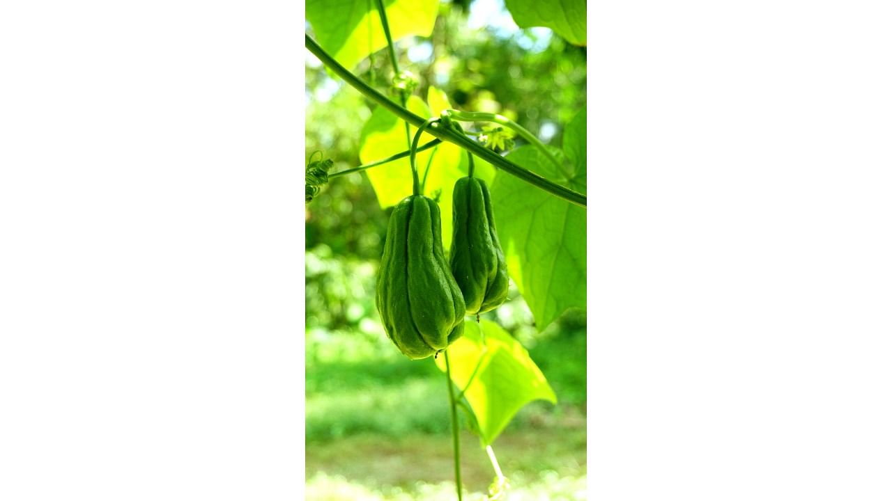 <div class="paragraphs"><p>The Chayote vine is easy to grow.&nbsp;</p></div>