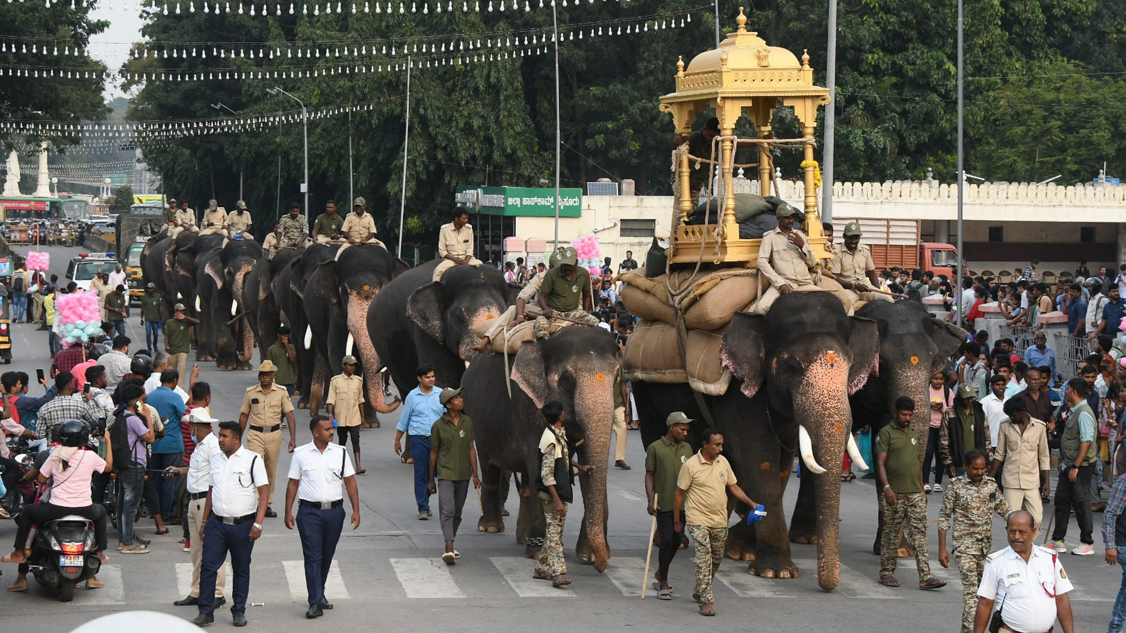 <div class="paragraphs"><p>Dasara tusker Mahendra, who is groomed to succeed Abhimanyu as the howdah elephant, carries the wooden howdah during rehearsal for Mysuru Dasara, in Mysuru, Tuesday, Oct. 10, 2023.</p></div>
