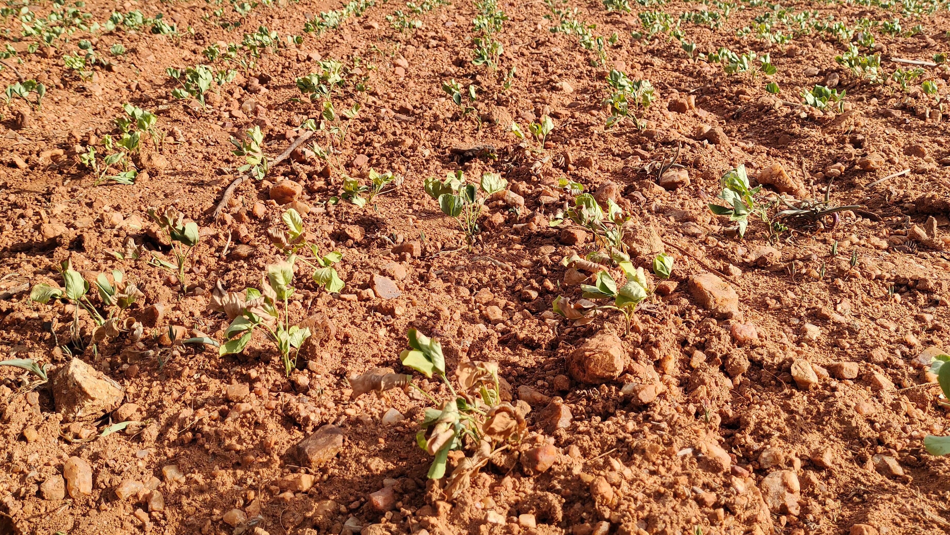 <div class="paragraphs"><p>Representative image of crops withering due to drought.</p></div>