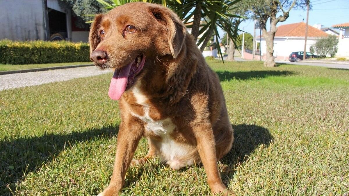 <div class="paragraphs"><p>The dog, Bobi, that broke the record for oldest dog ever.</p></div>