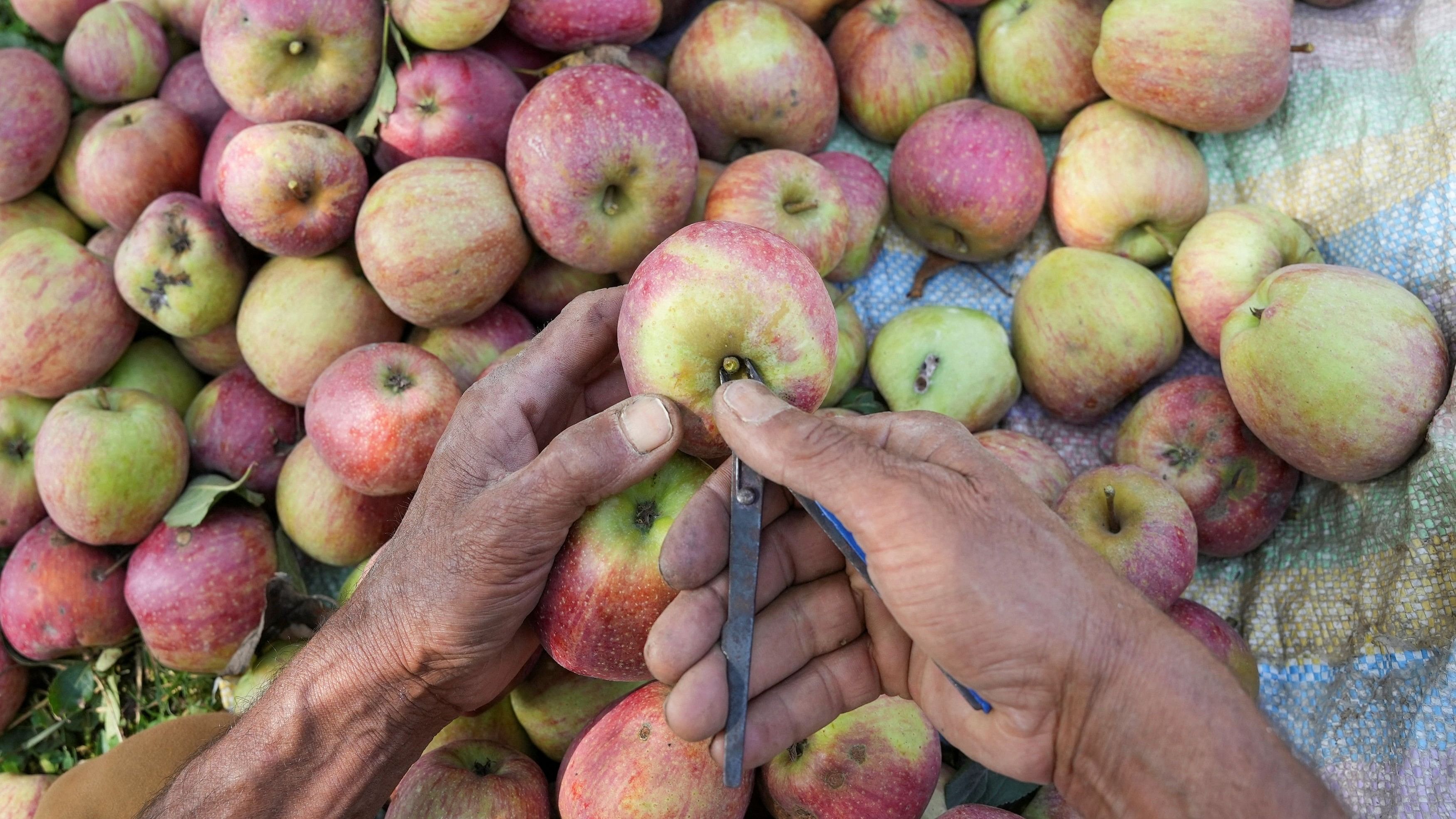 <div class="paragraphs"><p>A farmer sorts apples at an orchard in Kashmir.</p></div>