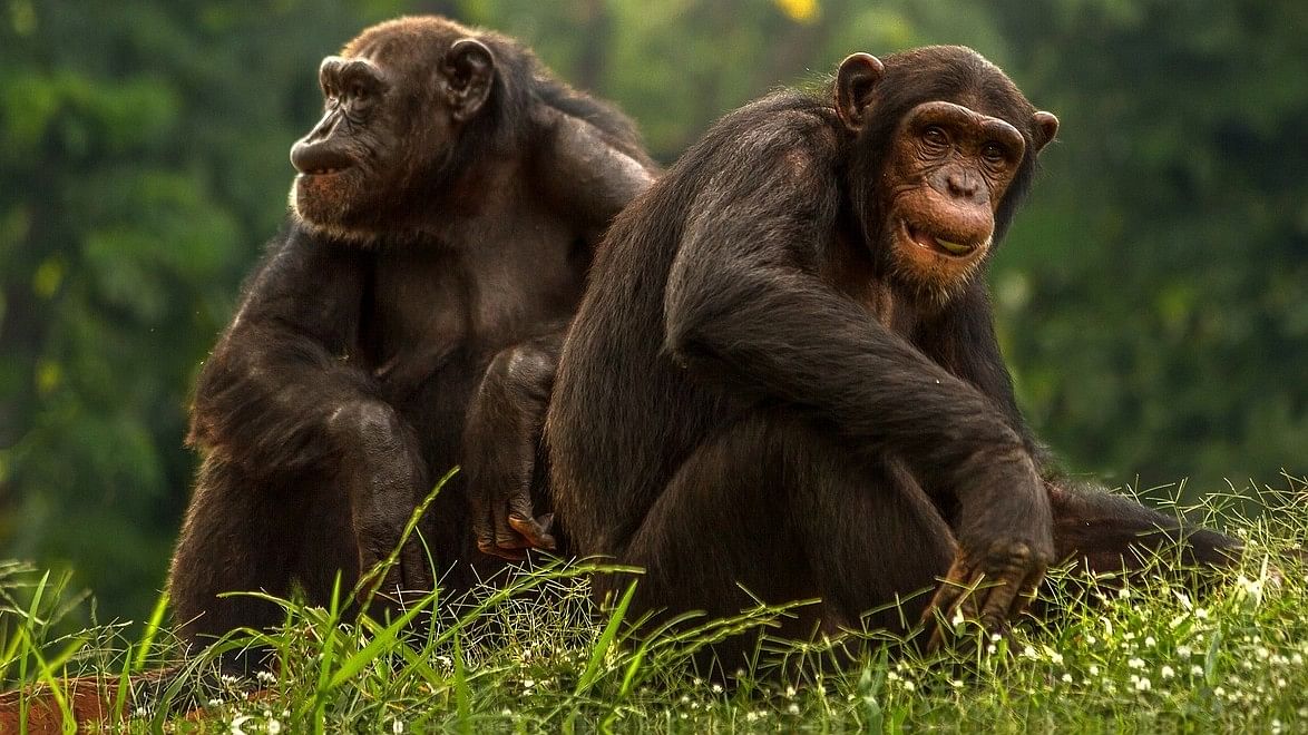 <div class="paragraphs"><p>Representative image of chimpanzees. </p></div>