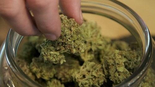 <div class="paragraphs"><p>Representative image of ganja.</p></div>