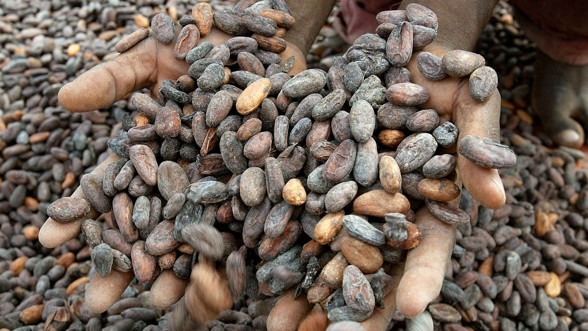 <div class="paragraphs"><p> A worker holds a handful of cocoa beans in Abidjan.</p></div>
