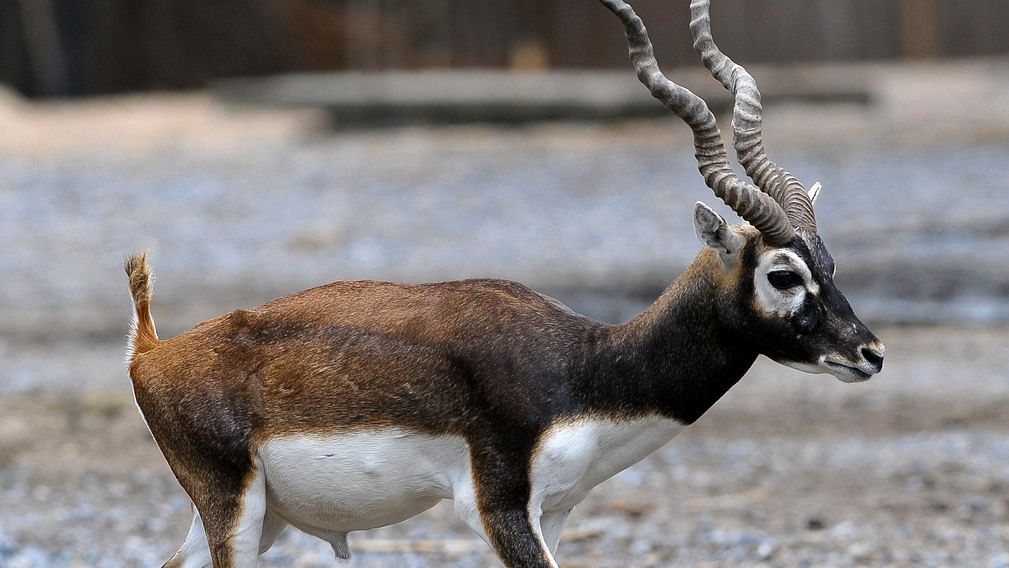 <div class="paragraphs"><p>Representative image of a blackbuck.</p></div>