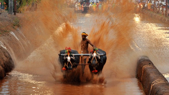 <div class="paragraphs"><p>The Karnataka government will allow the conducting of Kambala, traditional buffalo racing on slush tracks, in Dakshina Kannada and Udupi districts, Photo: DHVP</p></div>