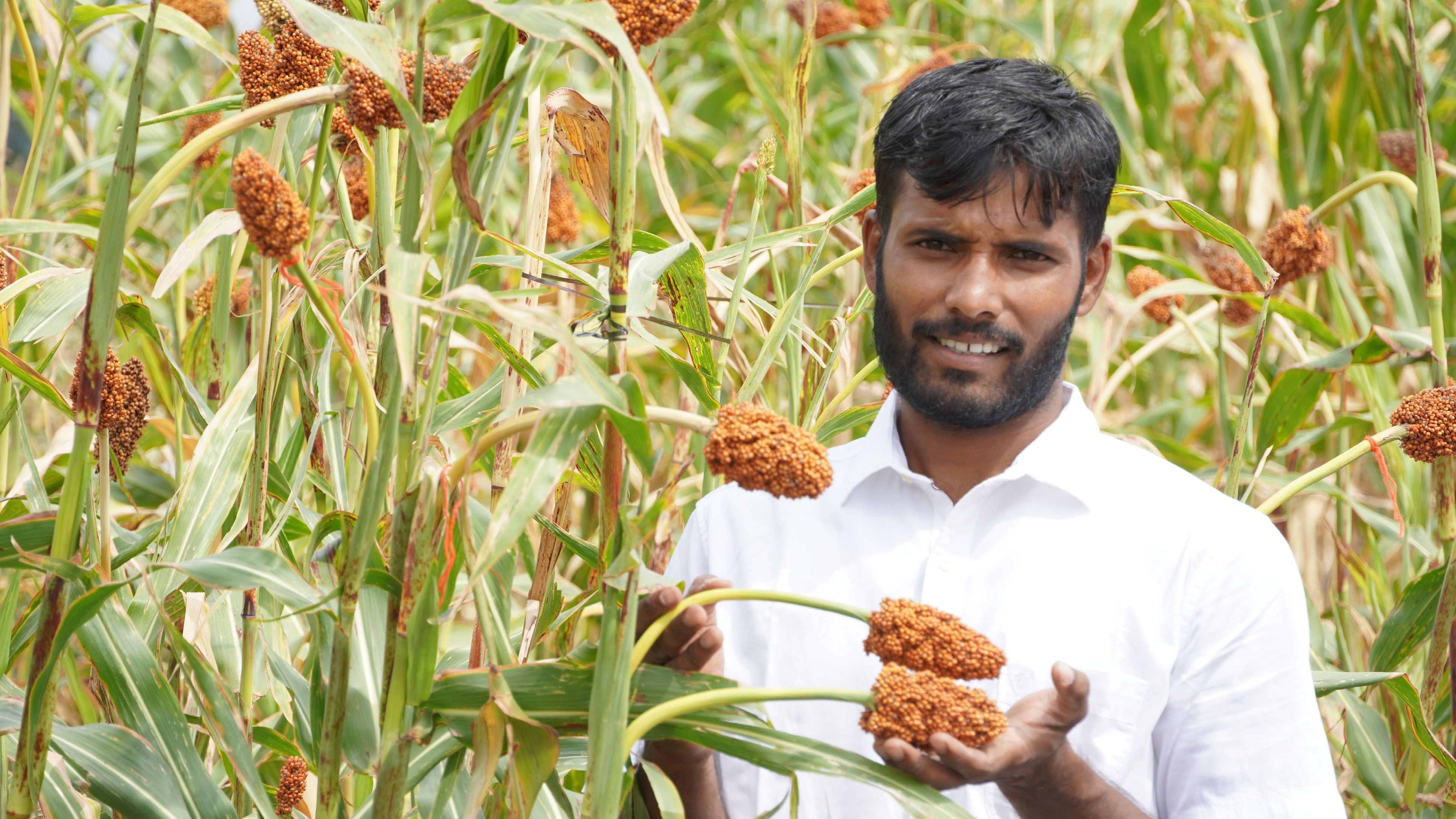 Praveen Hebballi, who has grown 44 varieties of jowar in the kharif season; students visiting Hebballi's field in Belagavi district. 