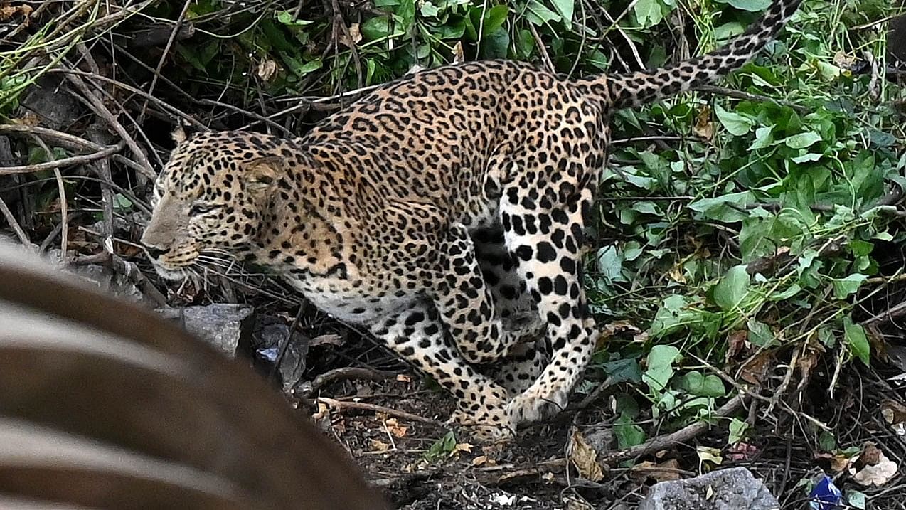 <div class="paragraphs"><p>A leopard was shot dead during capture in the Kudlu area on Nov 1. </p></div>