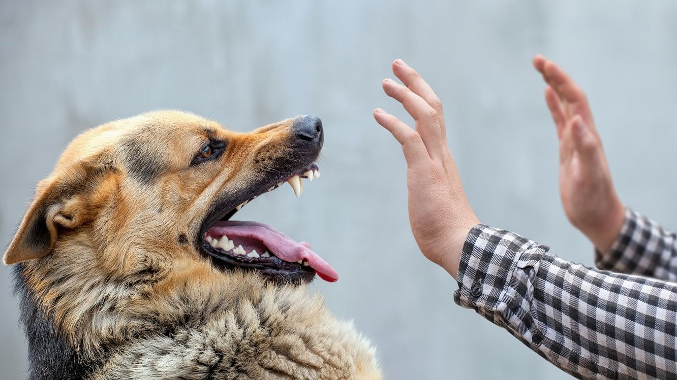 <div class="paragraphs"><p>Representative image of an aggressive dog</p></div>