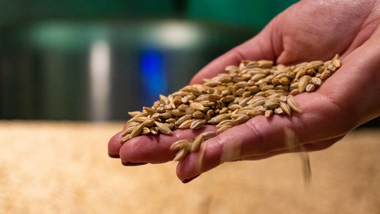 <div class="paragraphs"><p>Representative image showing food grains.</p></div>