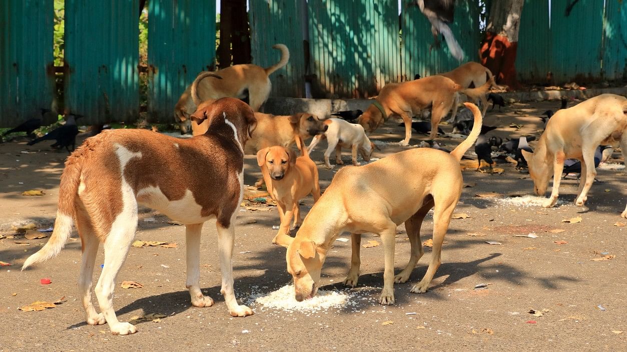 Taking in hot sale stray dog