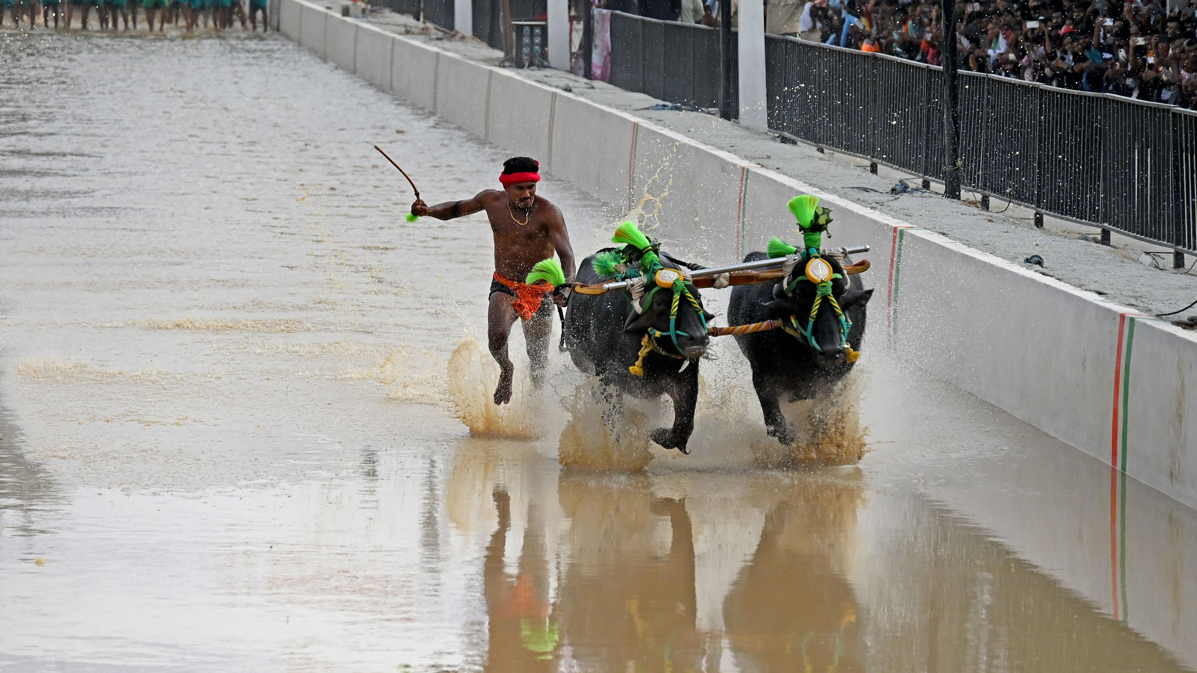 <div class="paragraphs"><p>A jockey races with his buffaloes on the final day of the Bengaluru Kambala on Sunday.</p></div>
