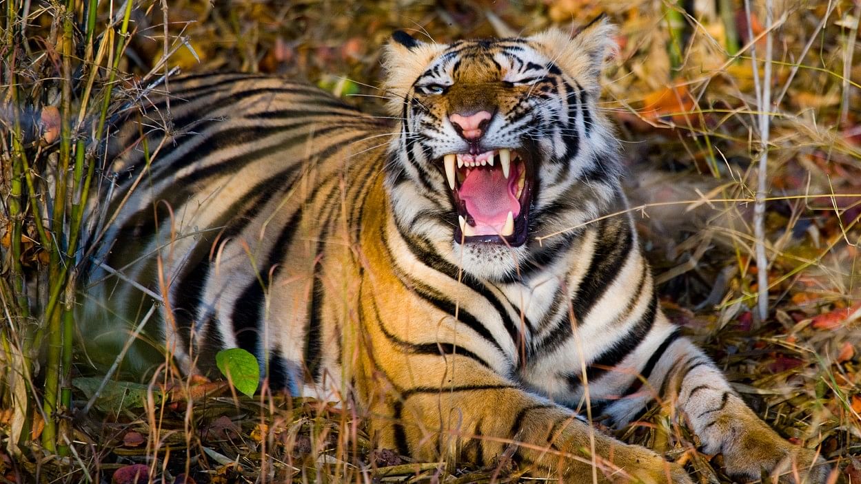 <div class="paragraphs"><p>Representative image of a tiger in the wild</p></div>