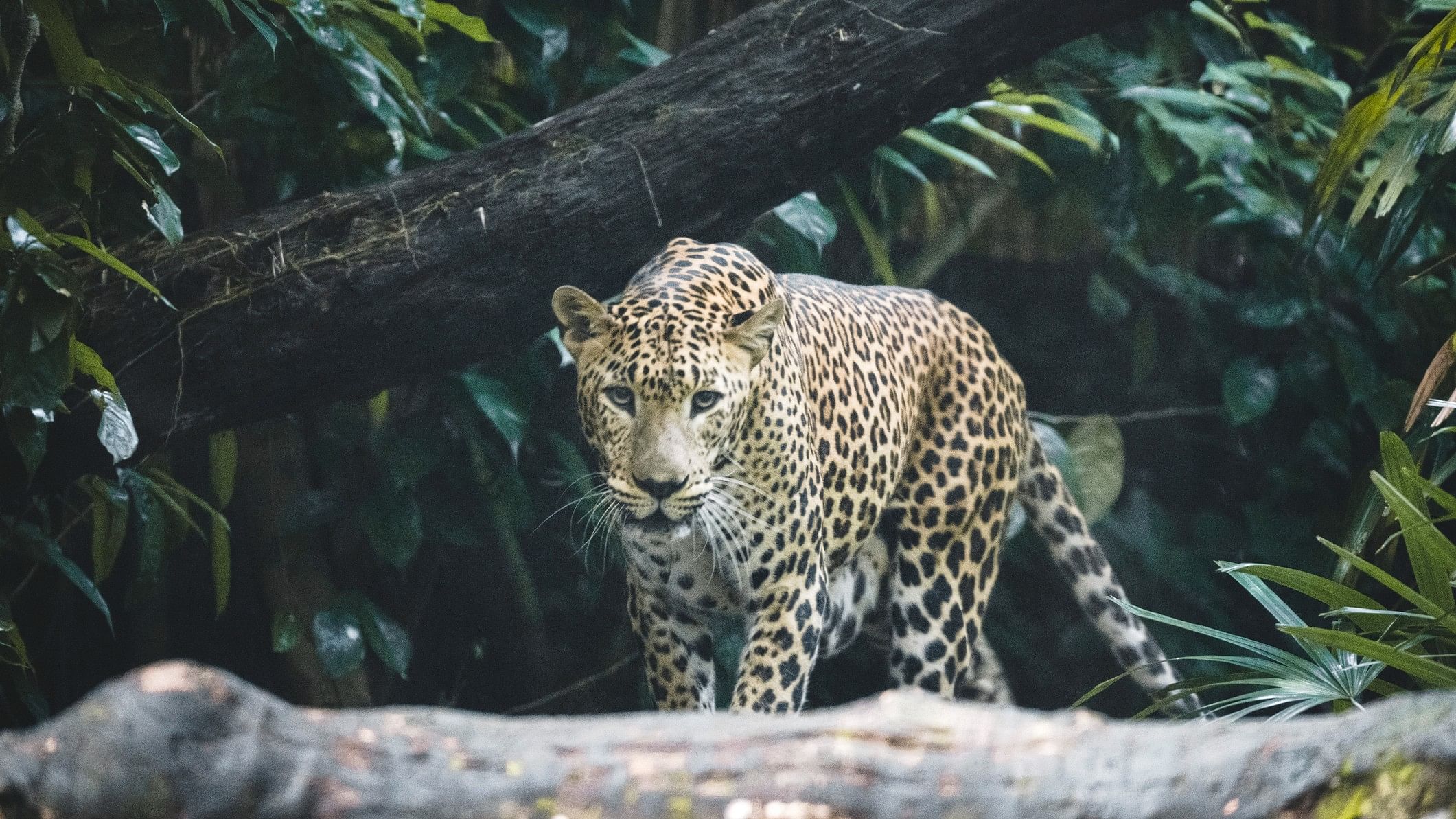 <div class="paragraphs"><p>Representative image showing a leopard.</p></div>