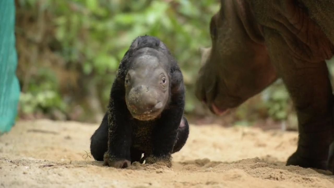 <div class="paragraphs"><p>Baby Sumatran Rhinoceros</p></div>