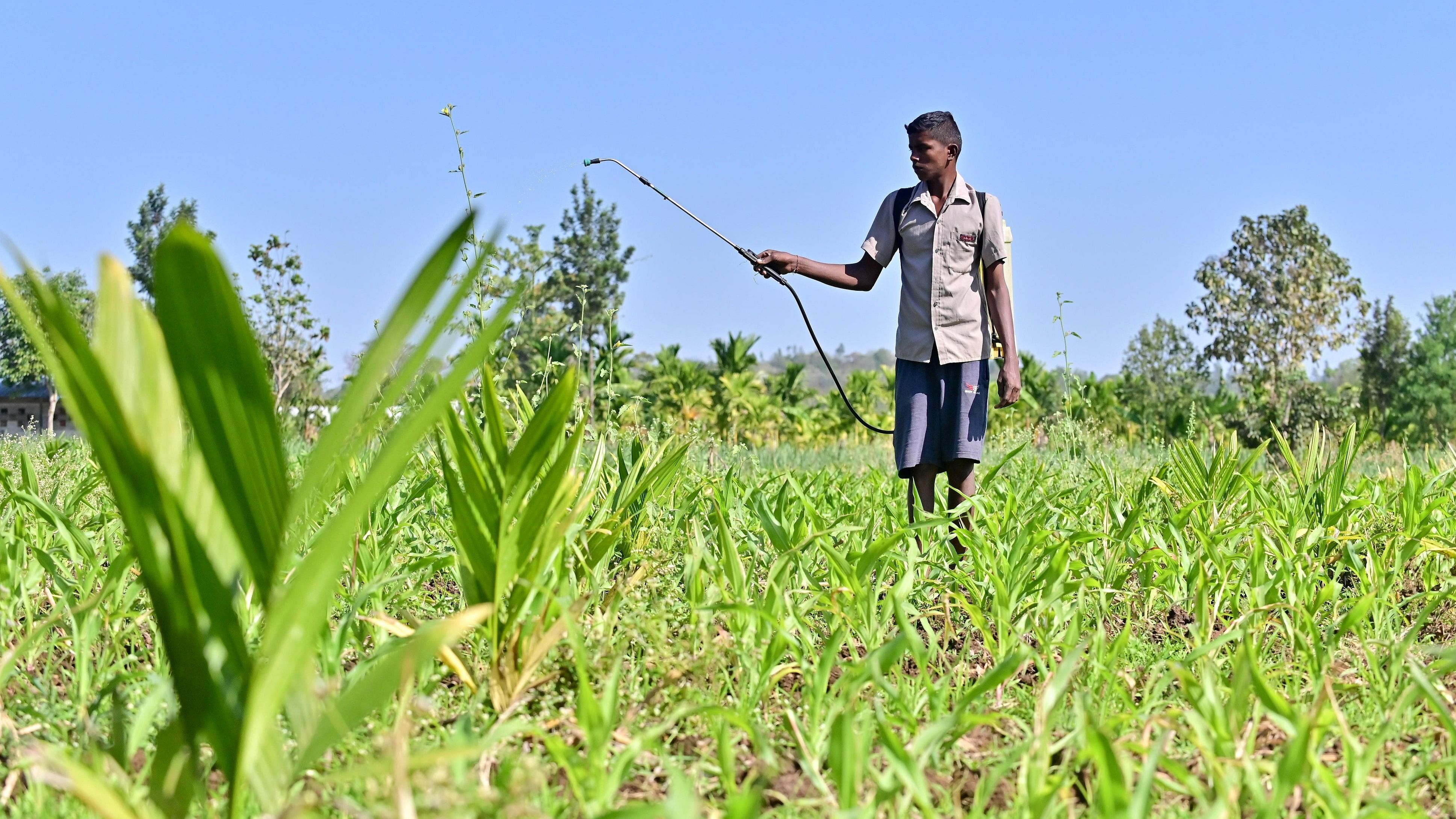 <div class="paragraphs"><p>A farmer spraying pesticides on groundnut and maize crops in Kondajji village, Davangere district. </p></div>