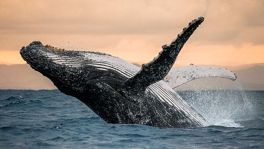 <div class="paragraphs"><p>Representative image of a whale.&nbsp;</p></div>