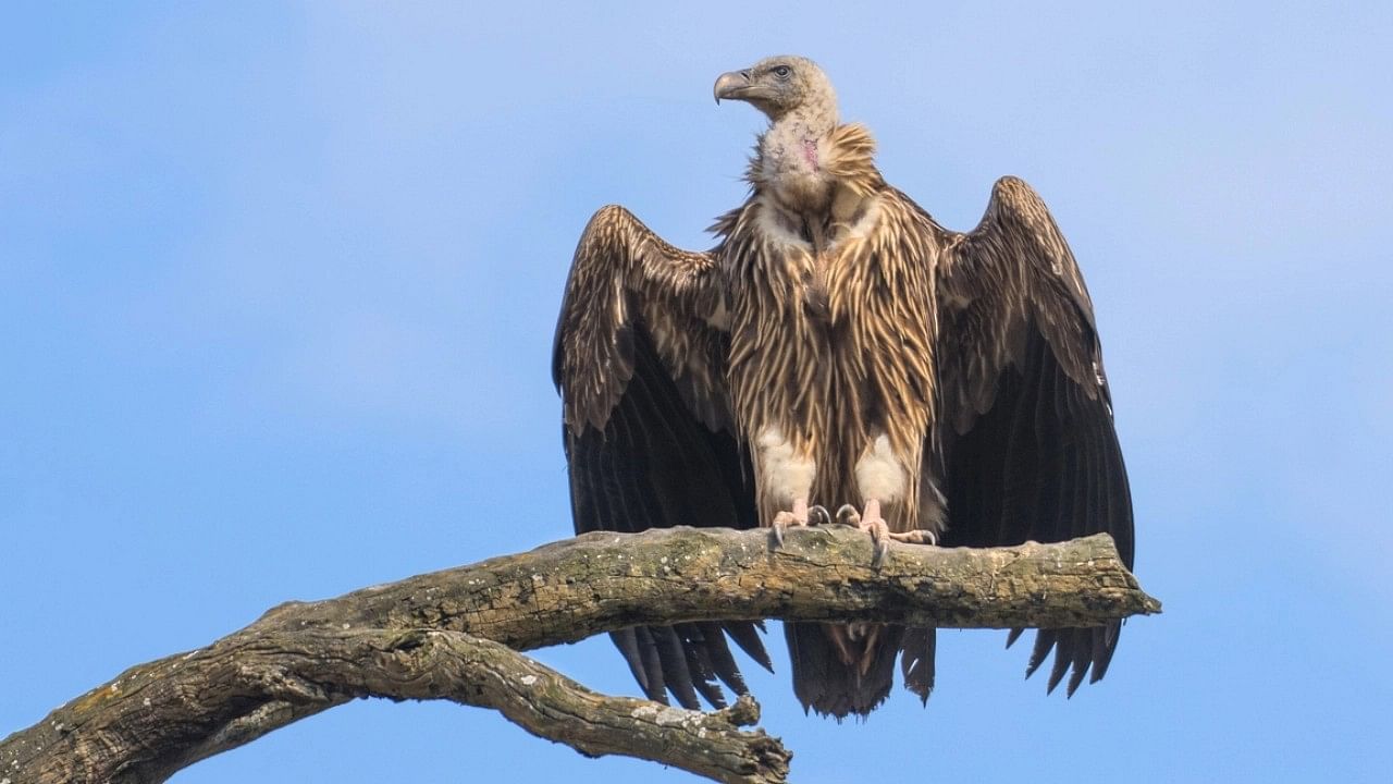 <div class="paragraphs"><p>Representative image of a vulture.</p></div>