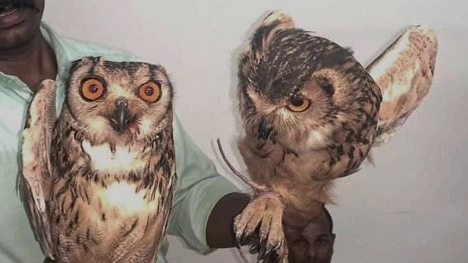 <div class="paragraphs"><p>Two&nbsp;Bengal eagle-owls rescued from Avdha village, Valsad district of Gujarat.</p></div>