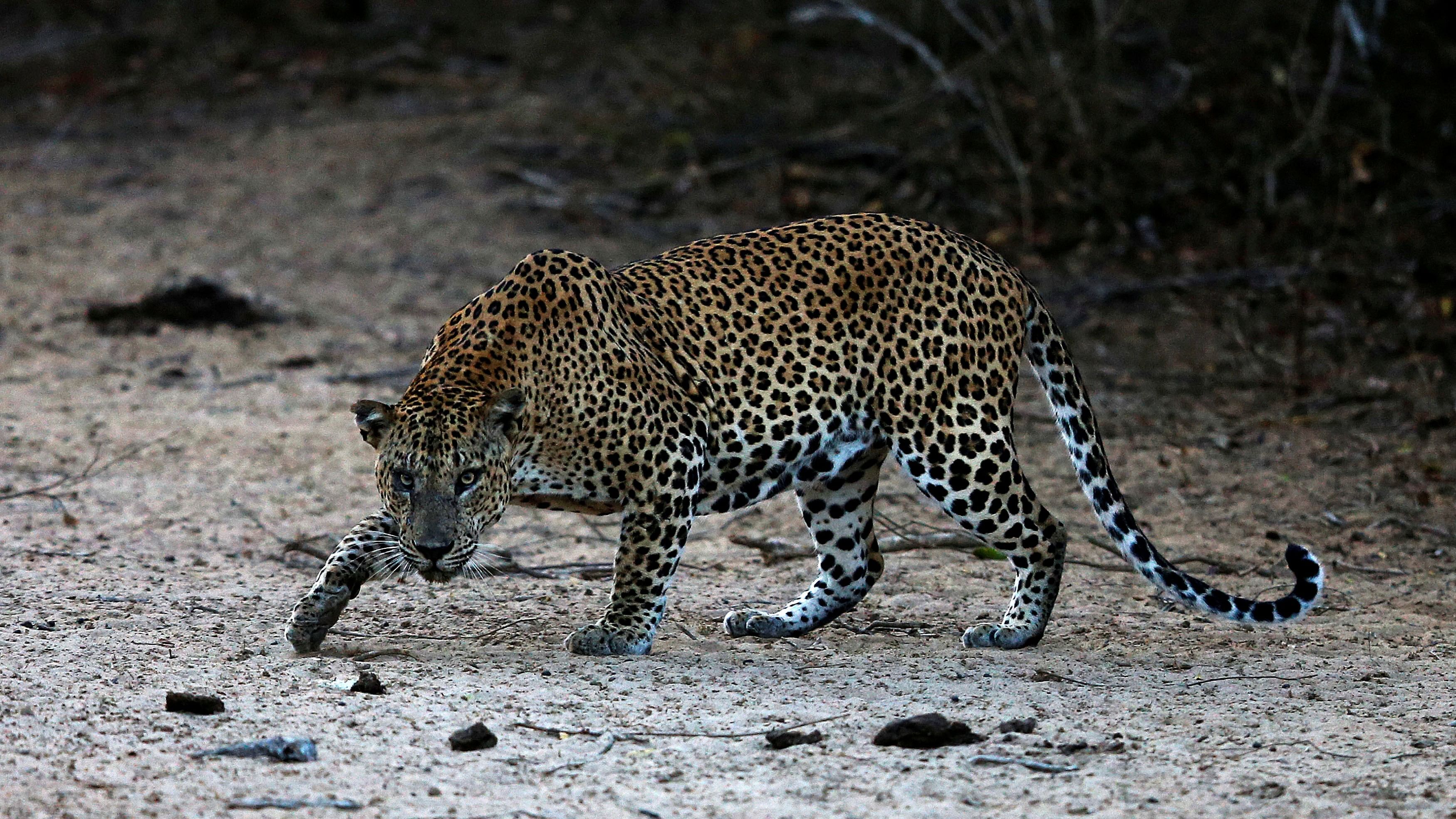 <div class="paragraphs"><p>Representative image of a leopard.</p></div>