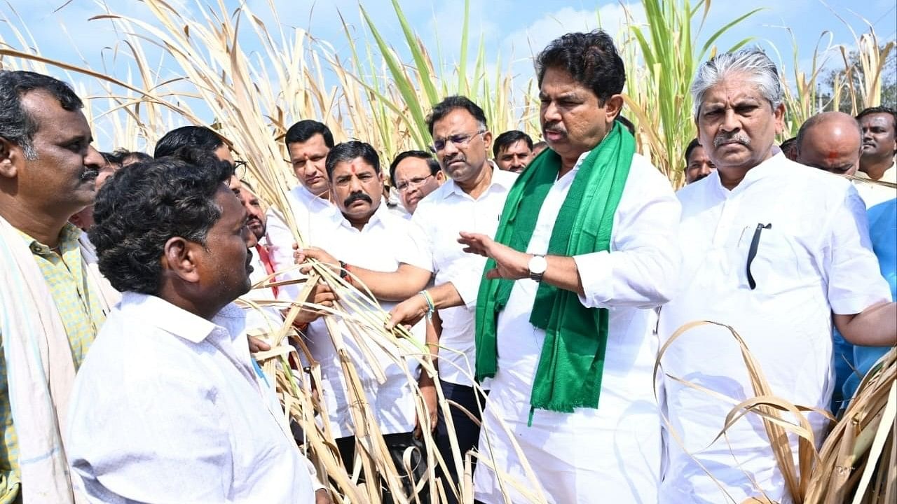 <div class="paragraphs"><p>A BJP team, led by Leader of the Opposition in Assembly R Ashoka, takes stock of withered sugarcane crop at a field at Chambole village in Bidar taluk on Wednesday. </p></div>