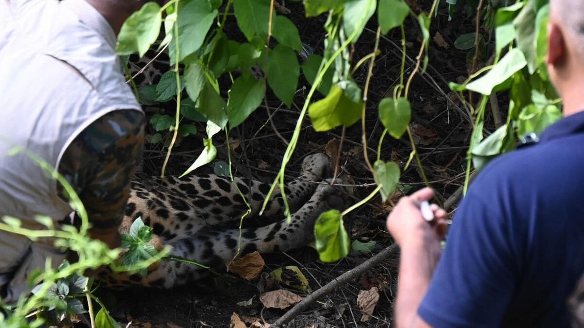 <div class="paragraphs"><p>Forest department officials after the leopard was shot in the Kudlu area in Bengaluru.</p></div>