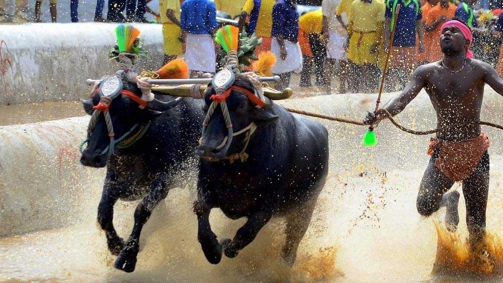 <div class="paragraphs"><p>A total of 159 pairs of buffaloes raced across six categories on the Raja-Maharaja Kare (slush tracks), of which 11 pairs emerged victorious.</p></div>