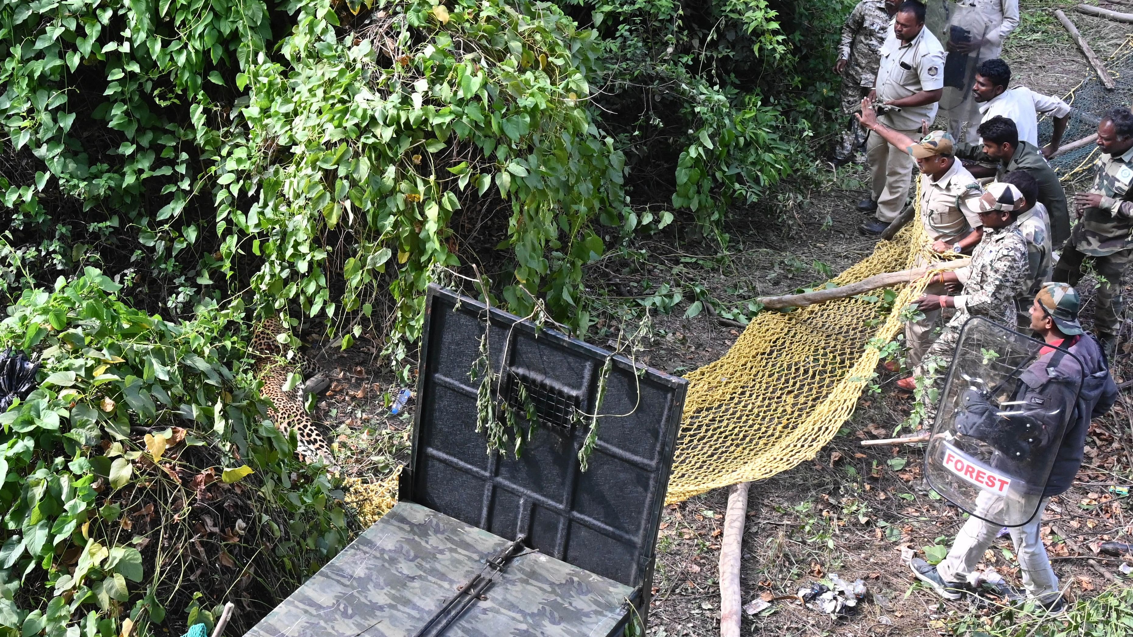 Forest Department officials captured the leopard from a site in Kudlu area in Bengaluru on Wednesday. DH Photo/BK Janardhan