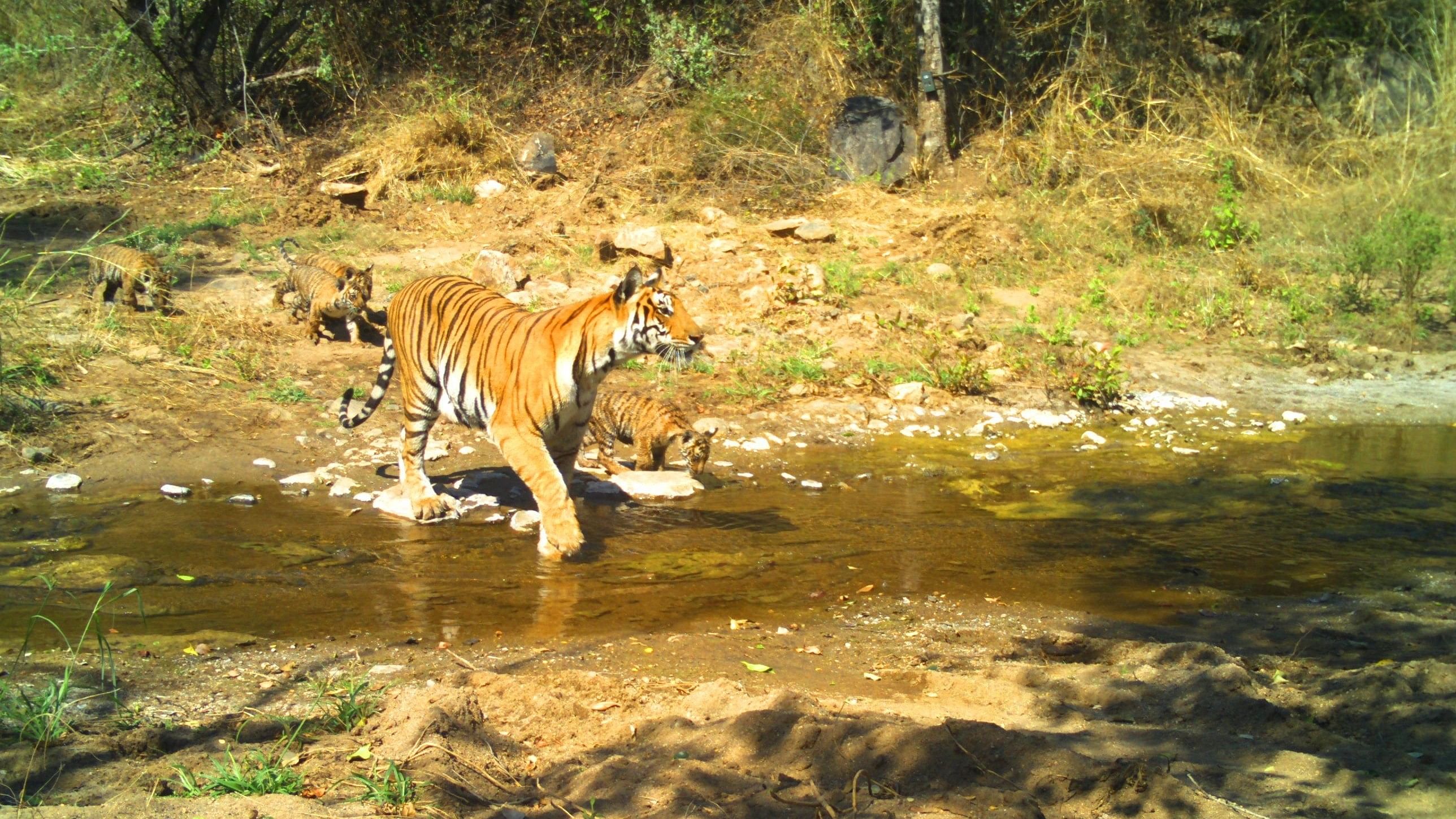 There are 10-12 tigers and 706 elephants in MM Hills Wildlife Sanctuary, according to Forest officials.