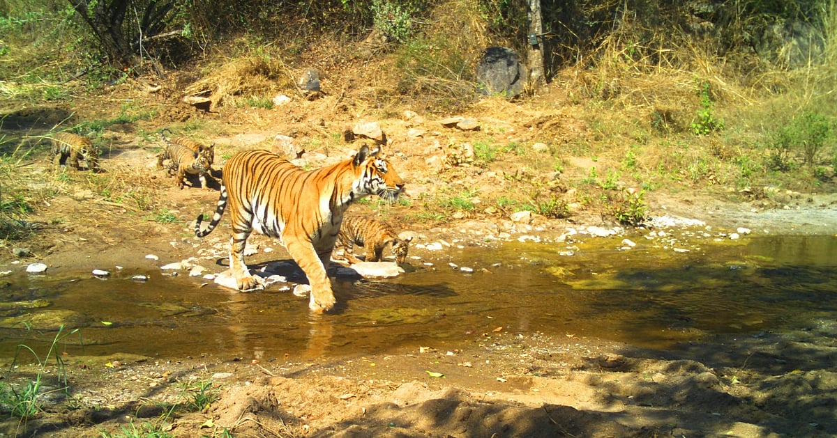 MM Hills safari new addition on Mysuru’s wildlife tourism circuit MM Hills safari new addition on Mysuru’s wildlife tourism circuit
