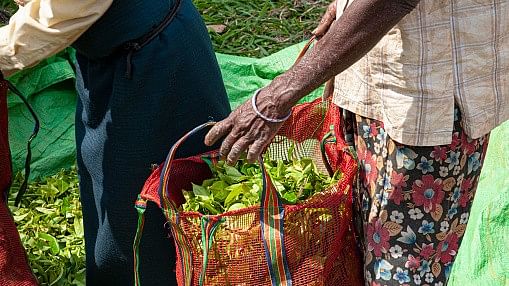 <div class="paragraphs"><p>Tea plantation workers in Sri Lanka</p></div>