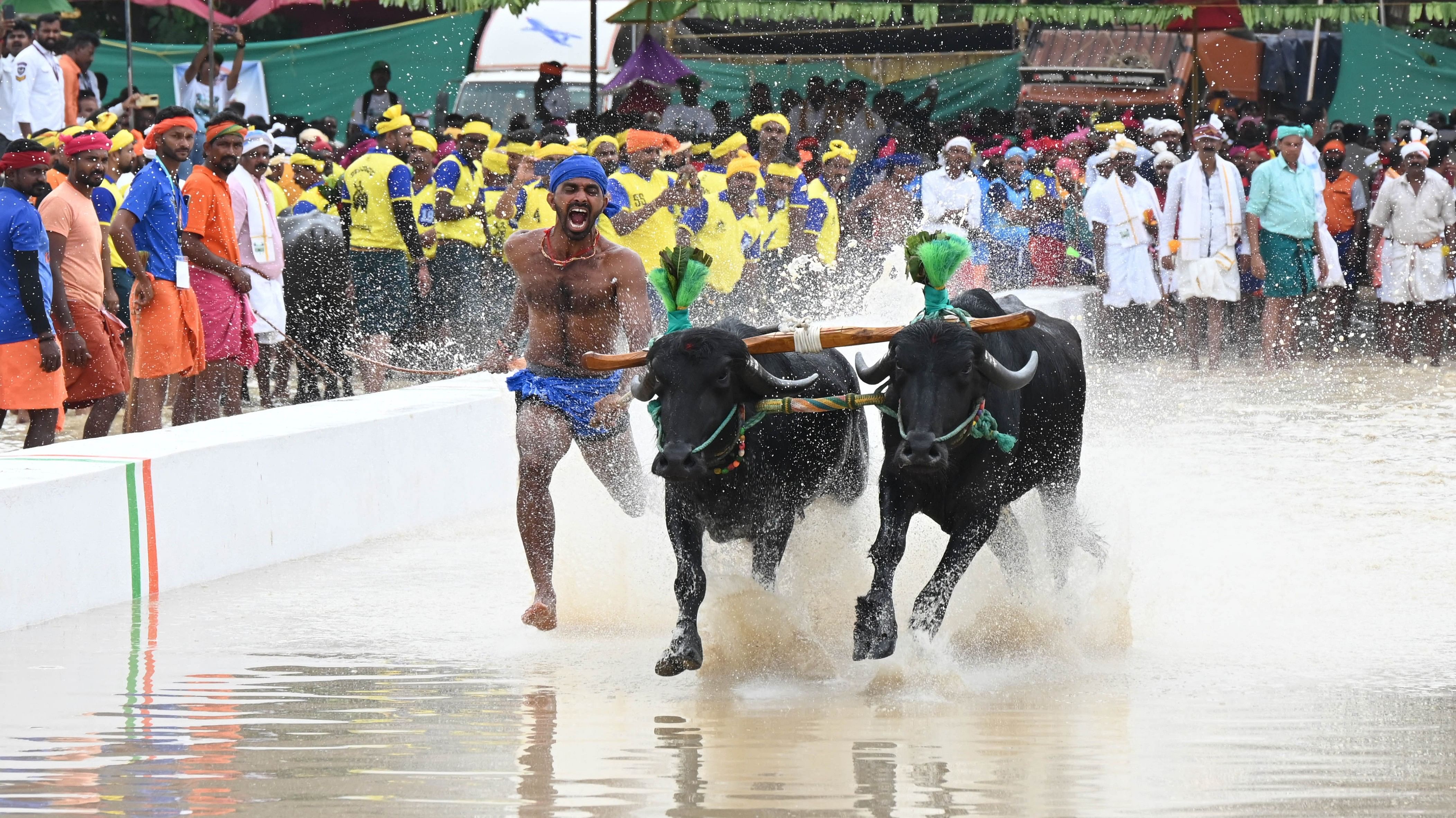 <div class="paragraphs"><p>A rider runs with buffaloes during the inauguration of Bengaluru Kambala at Palace Ground in Bengaluru on Saturday. </p></div>