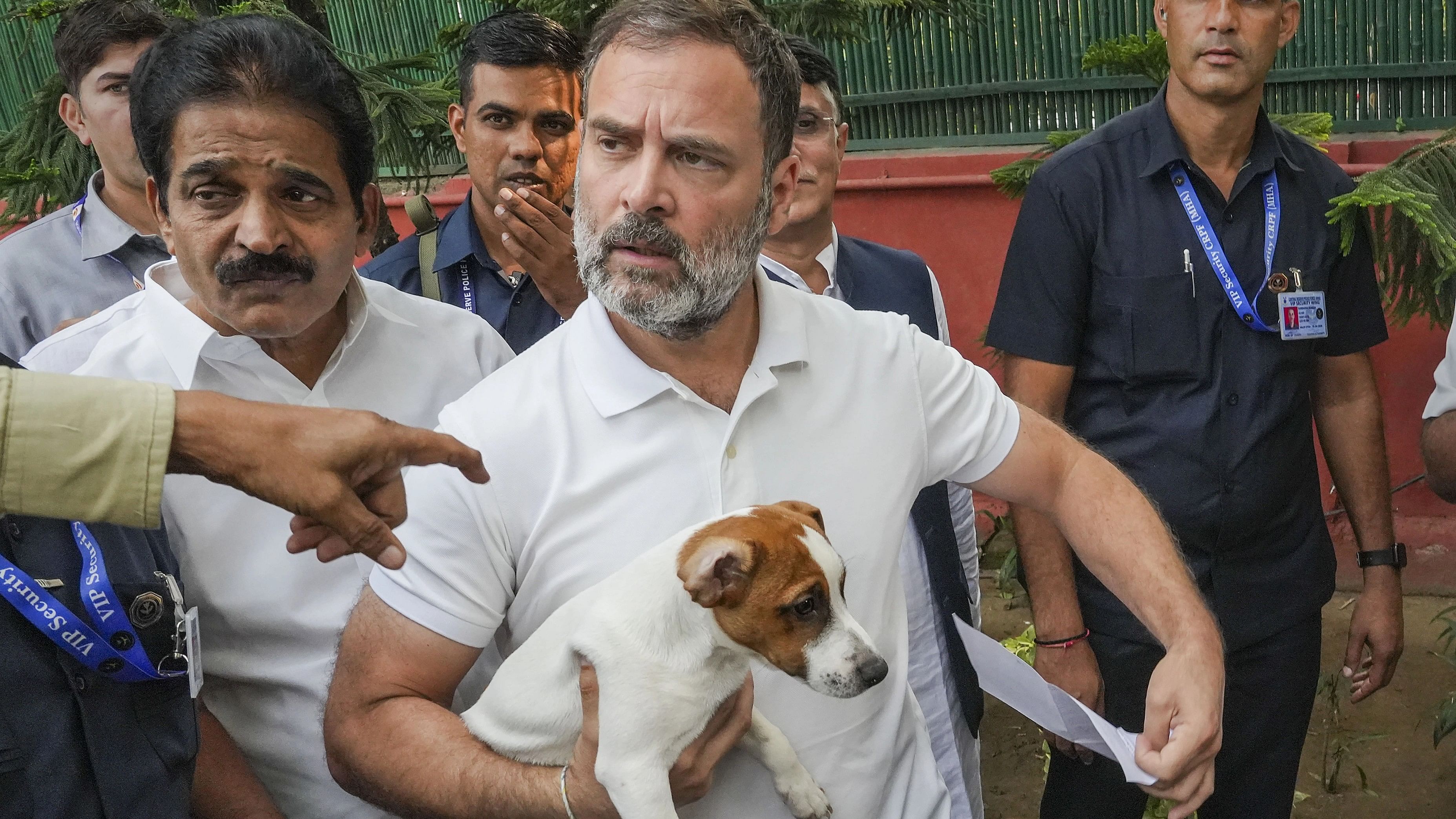 <div class="paragraphs"><p>Congress leader Rahul Gandhi with his pet dog Noorie.&nbsp;</p></div>
