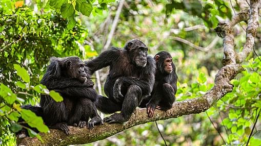 <div class="paragraphs"><p>Representative image of chimpanzee family.</p></div>