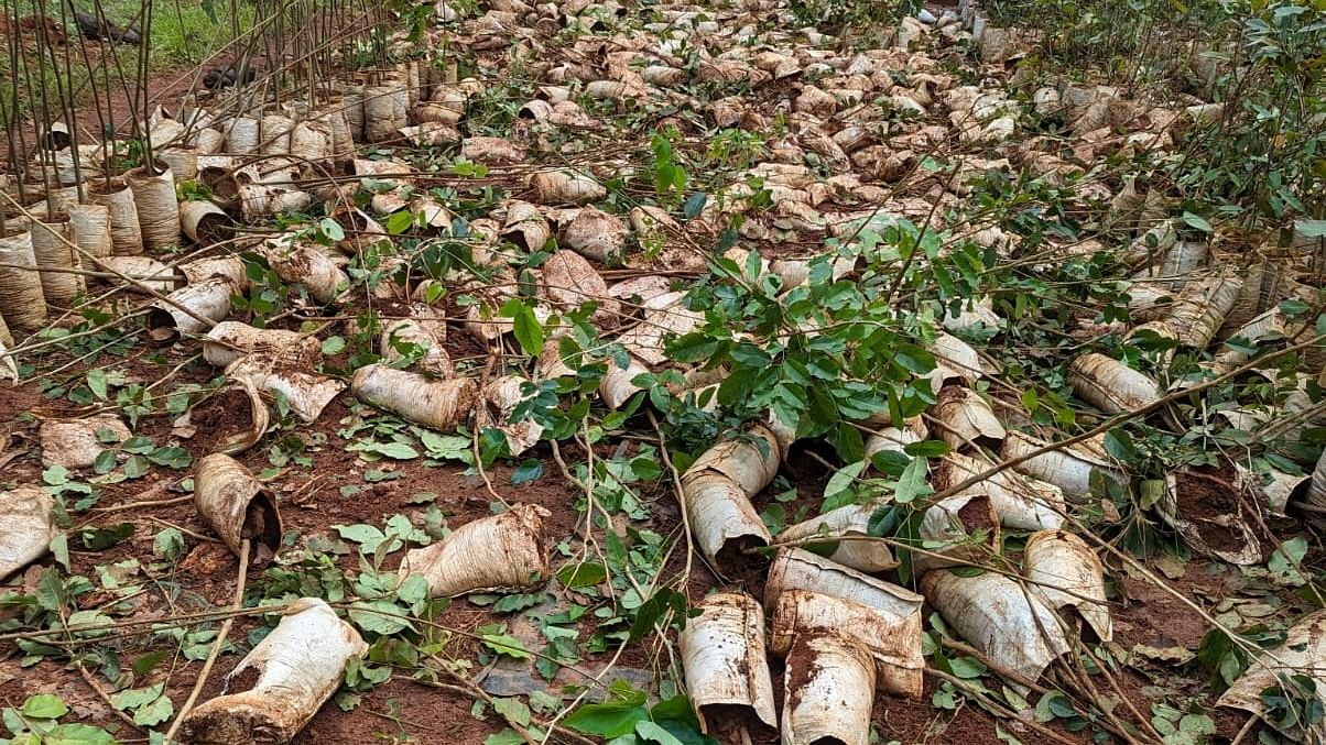 <div class="paragraphs"><p>Saplings that were damaged by an elephant at a nursery in Jalsur. </p></div>