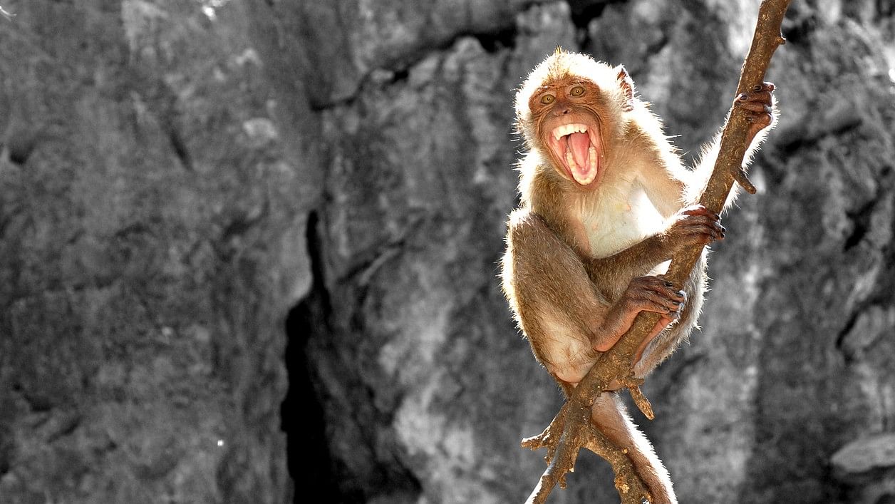 <div class="paragraphs"><p>Representative image of an aggressive monkey.</p></div>