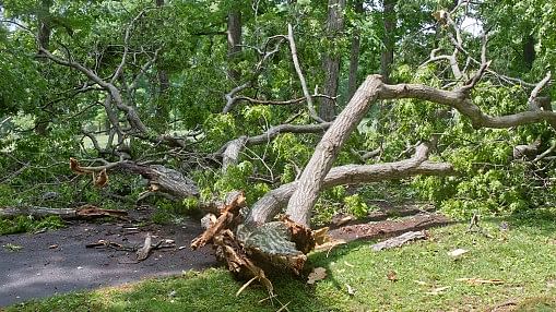 <div class="paragraphs"><p>Oak tree fell in Uttarakhand.</p></div>