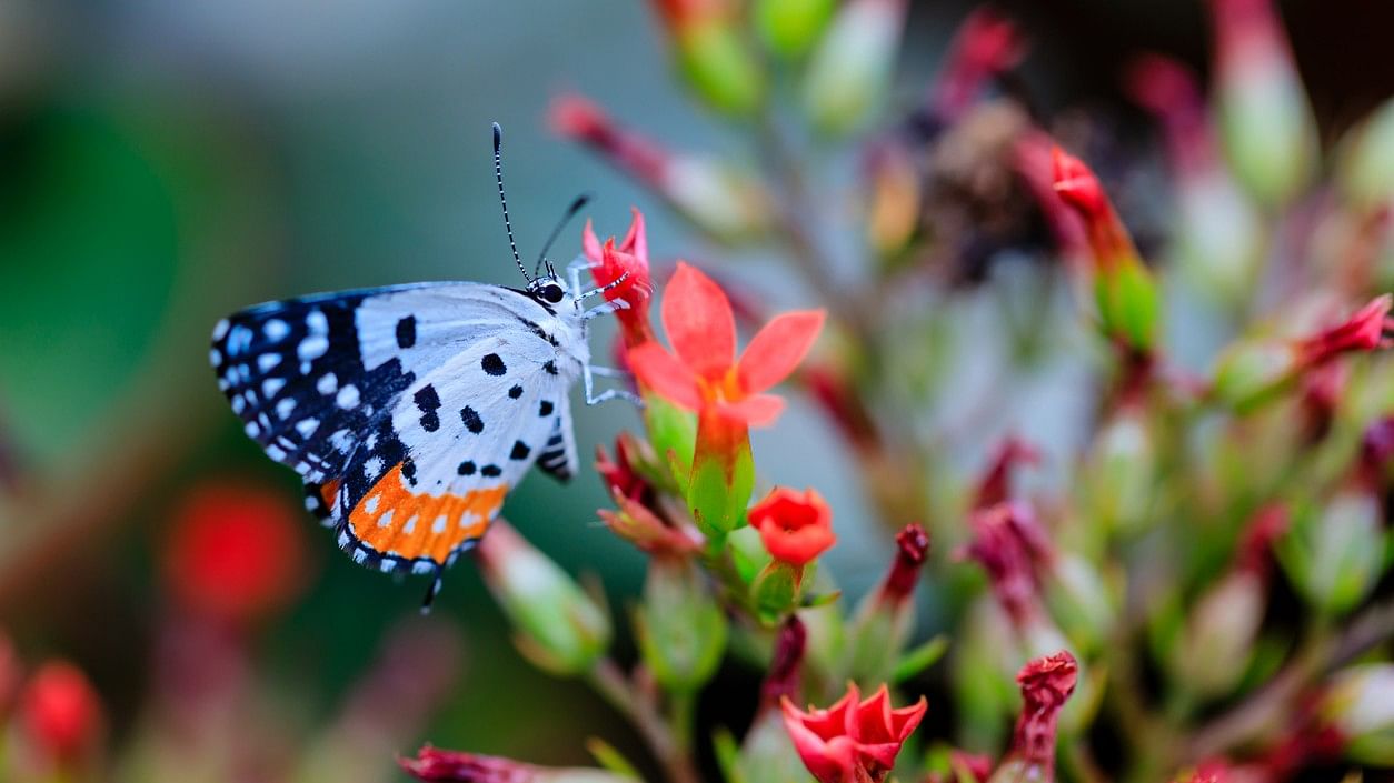 <div class="paragraphs"><p>Representative image of a butterfly</p></div>