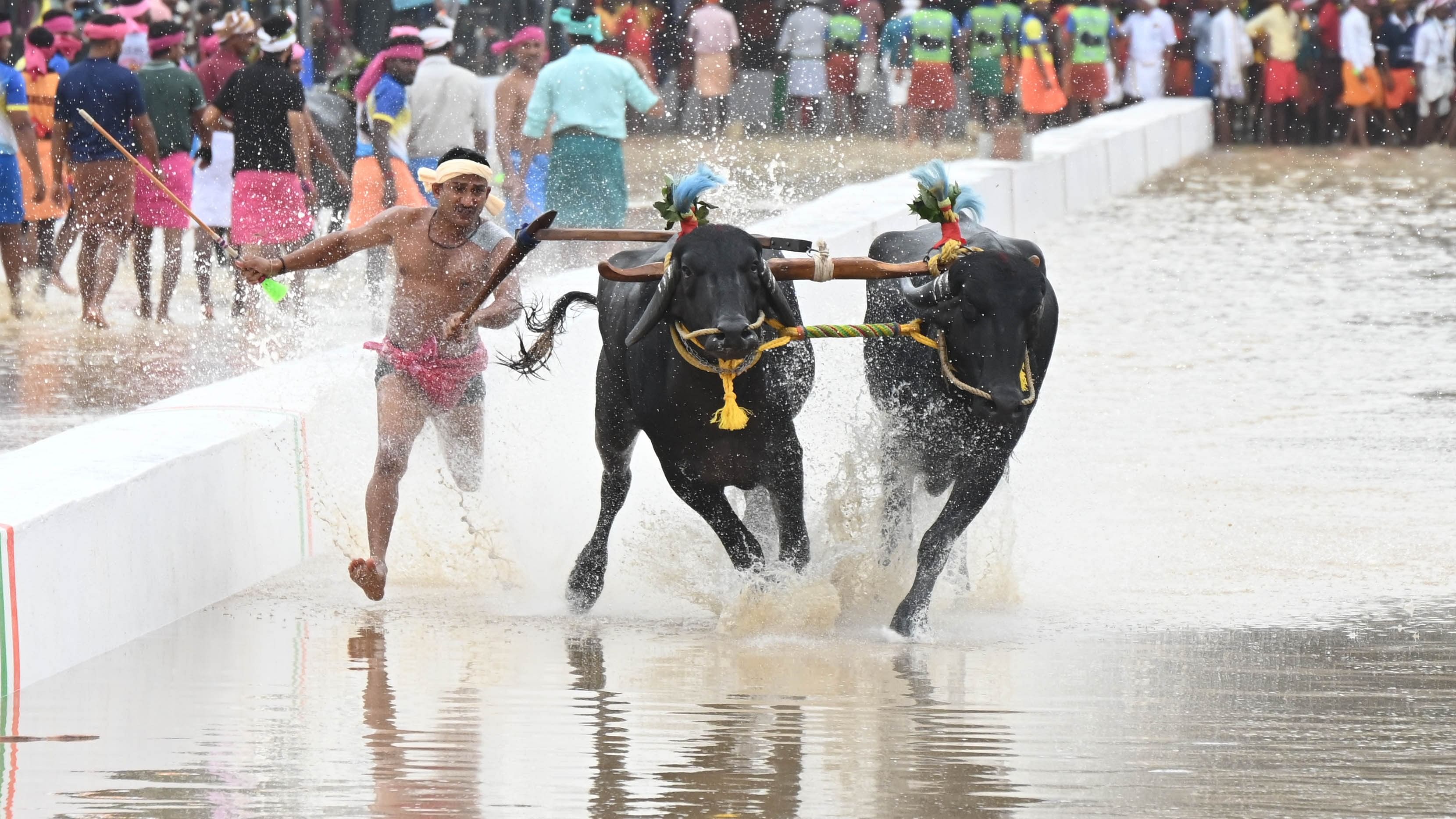 <div class="paragraphs"><p>A rider runs with buffaloes during the inauguration of Bengaluru Kambala at Palace Ground in Bengaluru on Saturday. </p></div>