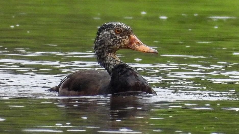 <div class="paragraphs"><p>The&nbsp;white-winged duck, an endangered duck species and Assam's state bird.&nbsp;</p></div>