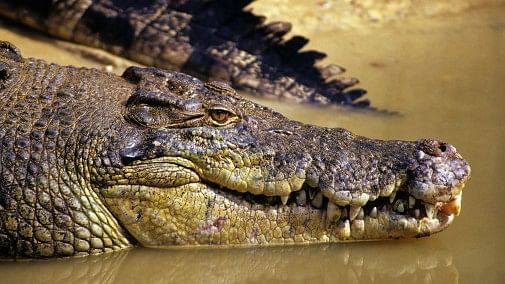 <div class="paragraphs"><p>Saltwater Crocodile.</p></div>