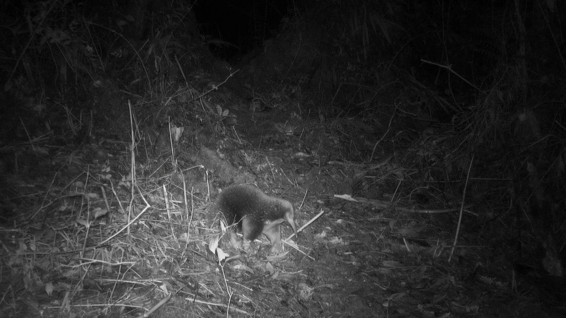 <div class="paragraphs"><p>A monotreme known as Attenborough’s long-beaked echidna has 'the quills of a hedgehog, the snout of an anteater and the feet of a mole,' was seen on video for the first time on a recent expedition to an Indonesian province of Papua.</p></div>