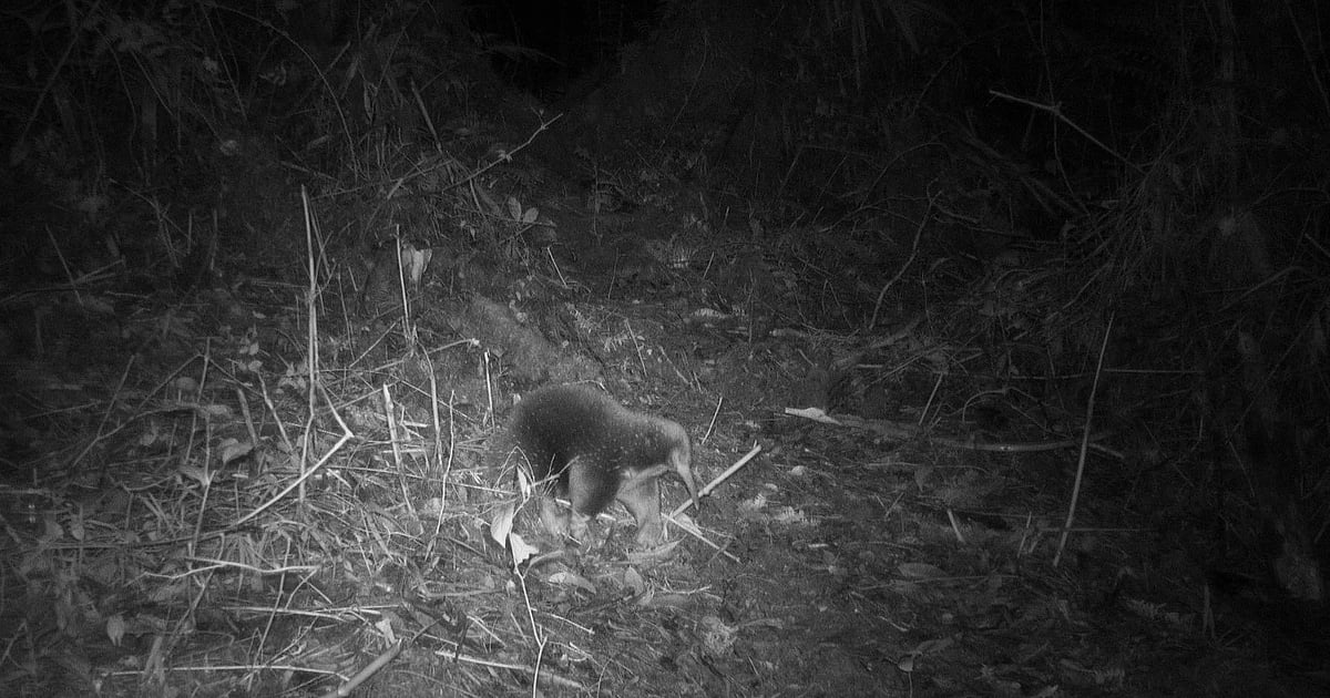 An expedition finds a 'lost' mammal that lays eggs and a shrimp that