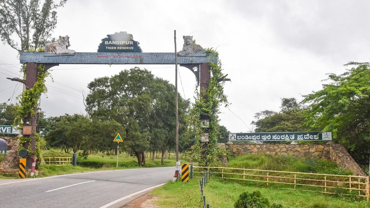 <div class="paragraphs"><p>Bandipur National Park. </p></div>