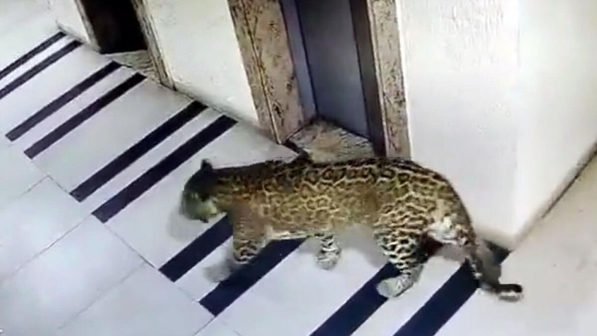 <div class="paragraphs"><p>Forest department staff keep arranging a cage, (after a Leopard spotted at Cadenza apartment in Kudlu Gate), at  Bommanahalli, in Bengaluru.</p></div>