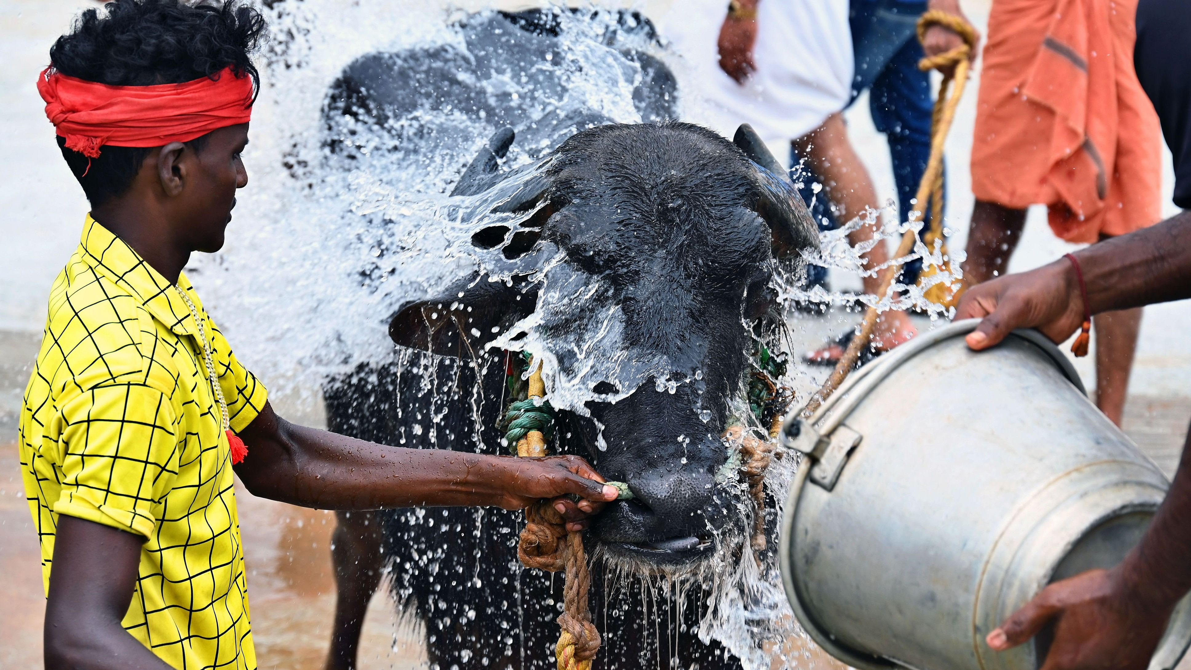 <div class="paragraphs"><p>Handlers bathe their buffaloes after a practice run at Palace Grounds on Thursday. Bengaluru Kambala is set to make its debut this weekend.</p></div>