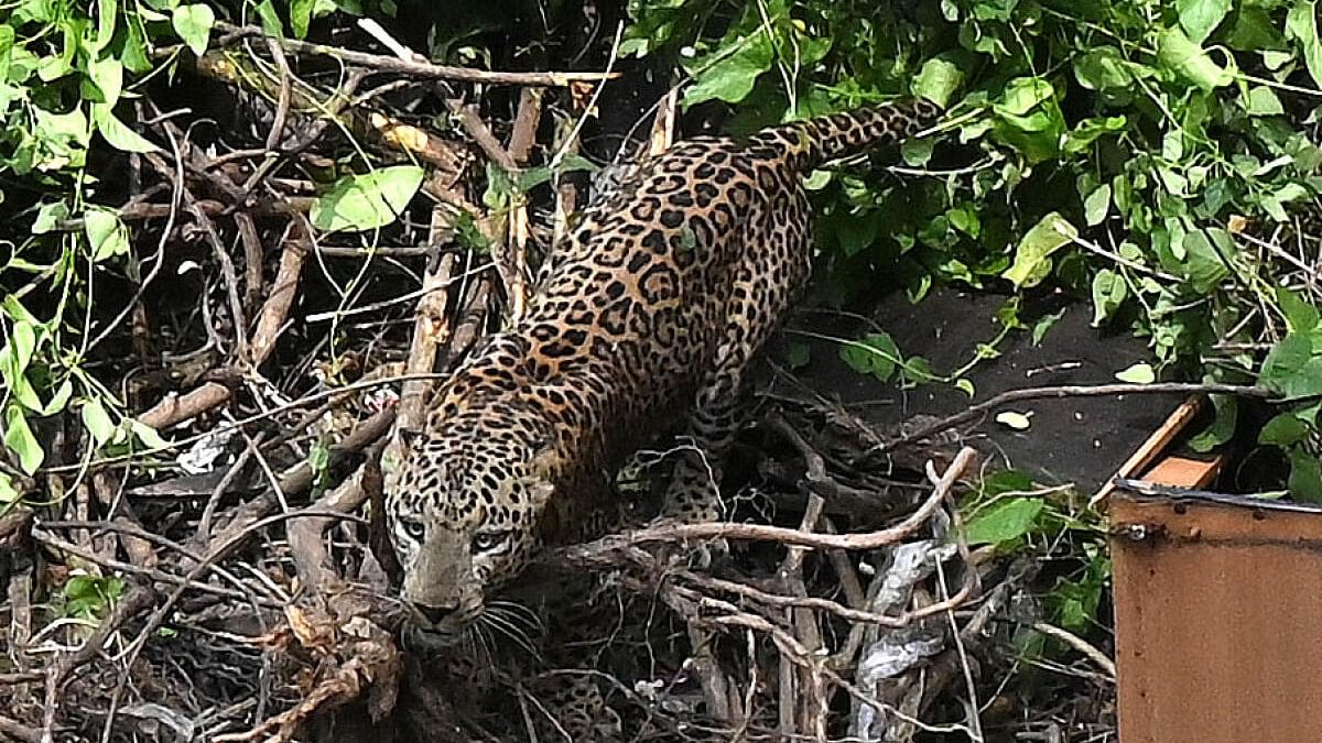 <div class="paragraphs"><p>It was after the efforts by veterinarians to tranquilise the leopard failed that officials opened fire, officials confirmed.</p></div>