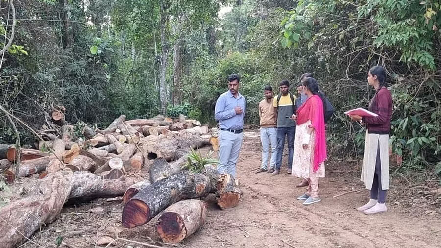 <div class="paragraphs"><p>Tahsildar Mamatha inspects the felled trees, during her visit to Nandagodanahalli, in Belur taluk, Hassan district, on December 17. </p><p></p></div>